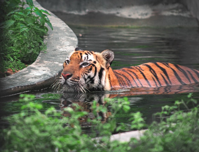 Read more about the article Exploring the Biodiversity of Sundarbans: Home of the Bengal Tiger